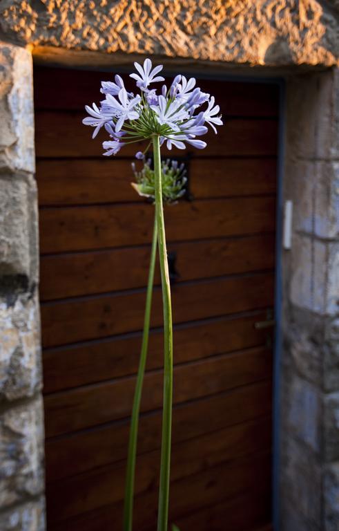 The Nest - A Romantic Vacation Home In Ein Kerem - Jeruzsálem Szoba fotó